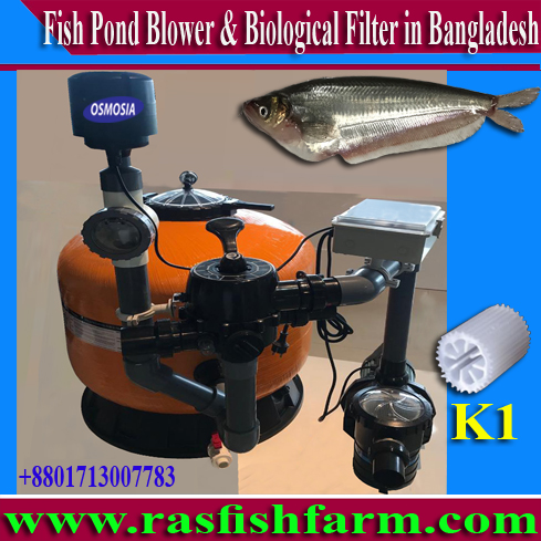Fish Farming Aquaculture Biological Filter & Air Blower Suppliers in Bangladesh, Aquaculture Fish Farming Biological Filter & Air Blower Suppliers in Bangladesh, Aquaculture Fish Farming System Biological Filter & Air Blower Suppliers in Bangladesh, Ras Aquaculture Fish Farming System Biological Filter & Air Blower Suppliers in Bangladesh, Ras Aquaculture Fish Farming Project Biological Filter & Air Blower Suppliers in Bangladesh, Ras Aquaculture Fish Farm Project Biological Filter & Air Blower Suppliers in Bangladesh